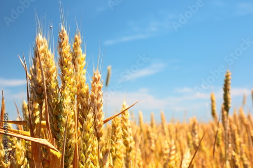 Wheat field and blue sky