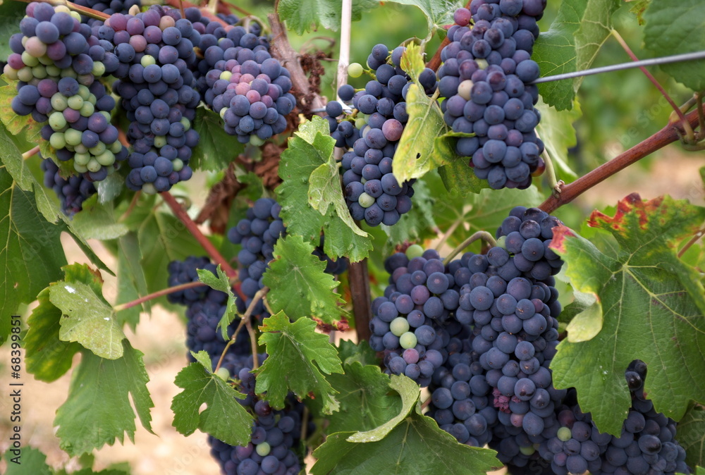 grappes de raisin sur la vigne
