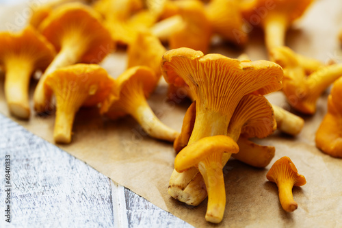 Chanterelle - Fresh chanterelle mushrooms