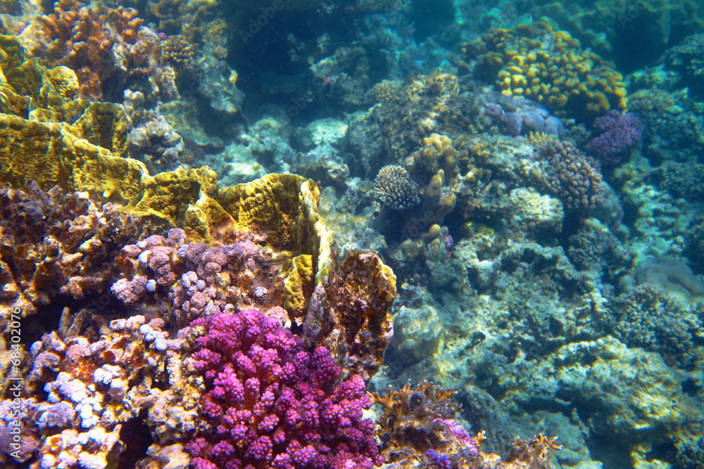 Naklejka premium coral reef