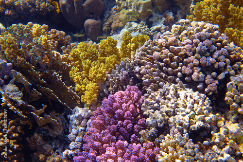 coral reef