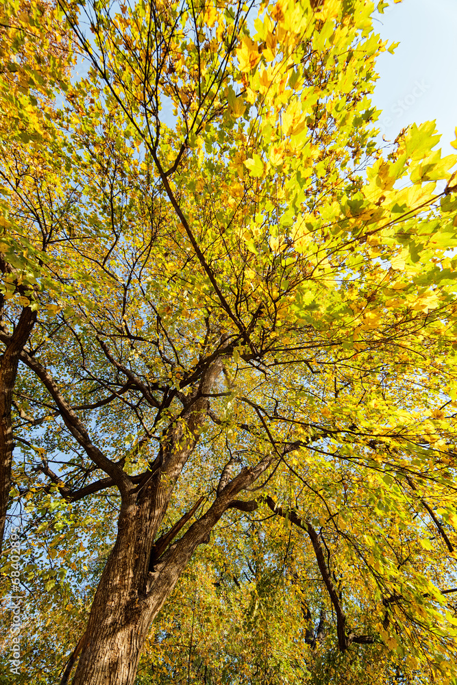 trees in park