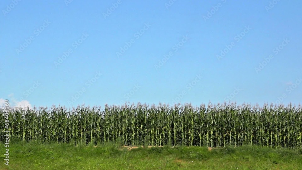 Green corn field Green corn field
