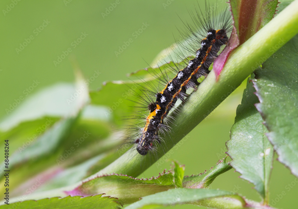 Гусеница Волнянки  (Euproctis similis)