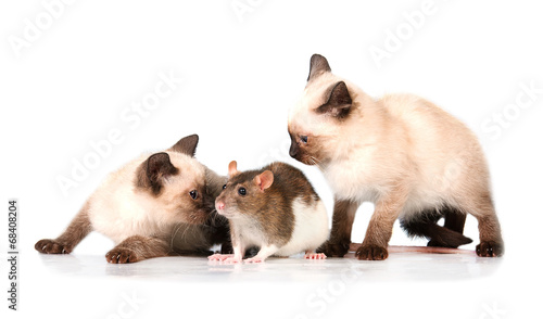 Two siamese kittens playing with a rat