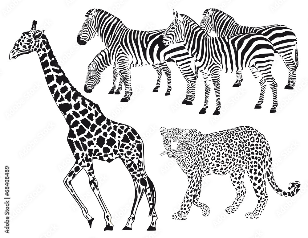 Fototapeta premium Leopard, Zebra, Giraffe