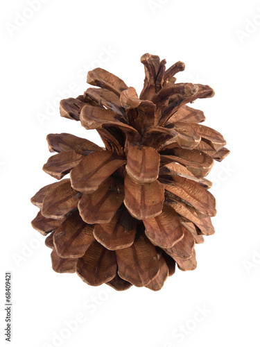 Pine or fir cone on a white background.
