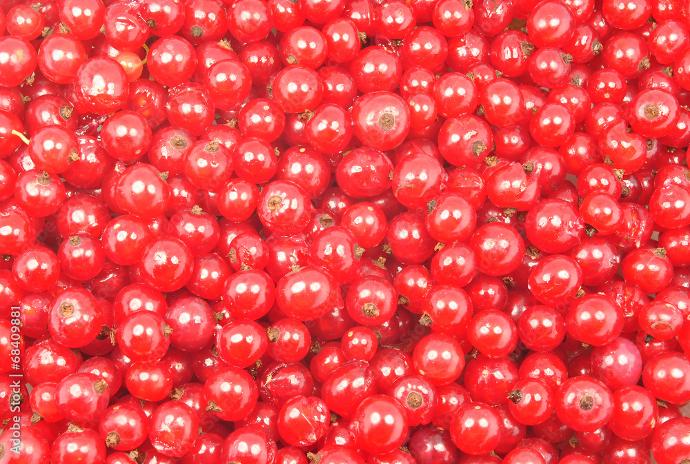 red currant background red currant background