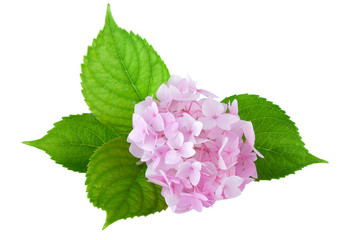 Leinwandbilder Hortensie Hortensie Macrophylla in voller Pracht  © anitasstudio