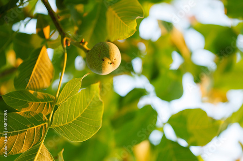 Green walnut growing on a tree photo