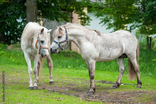 Two white ponies