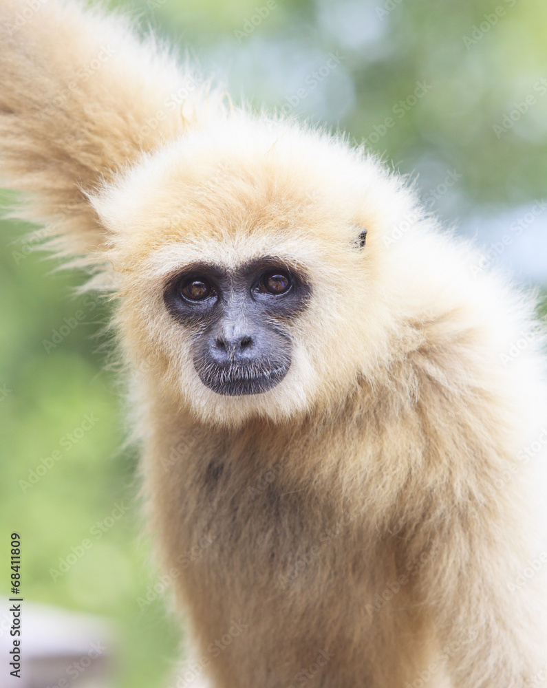 Fototapeta premium close up face of White Cheeked ,white hand Gibbon or Lar Gibbon