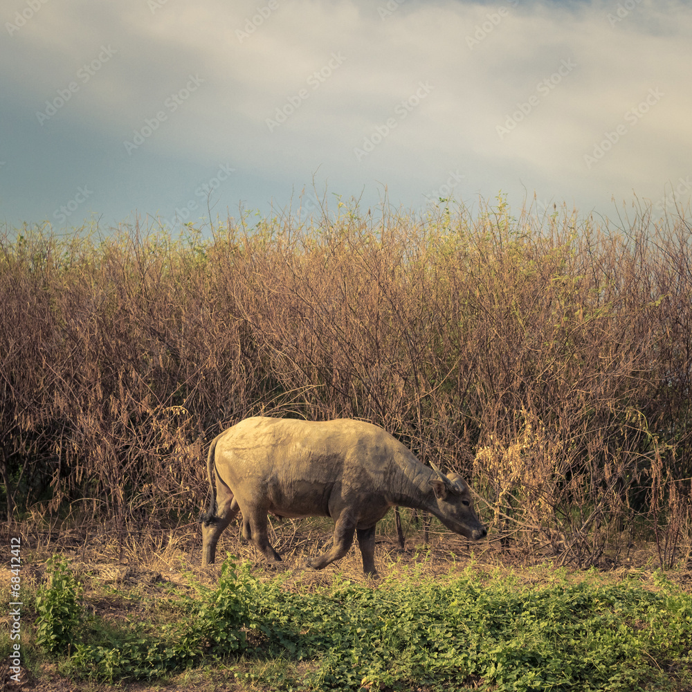 Buffalo walking in drought land Buffalo walking in drought land