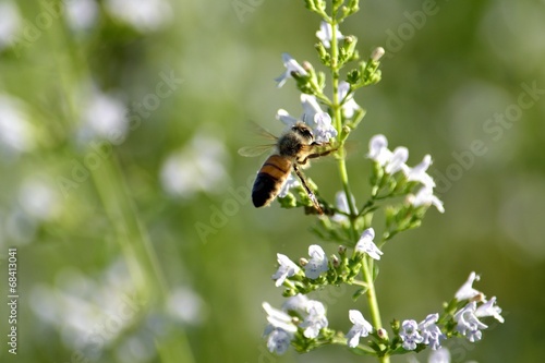 ミントの蜜を吸うミツバチ