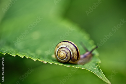 Gartenschnecke