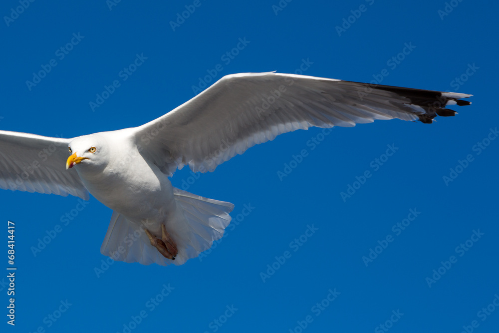 Naklejka premium Flying Great Black-backed Gull in Brittany
