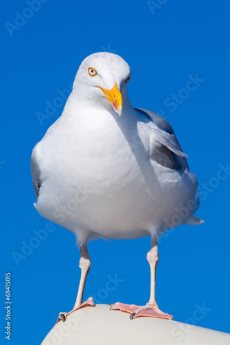 Closeup of Great Black-backed Gull