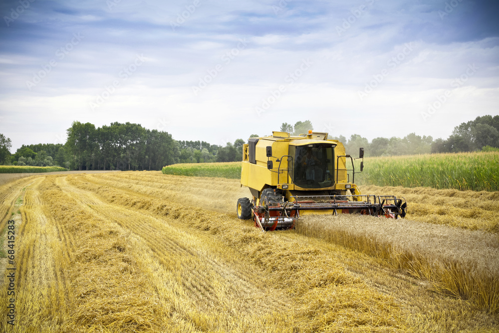 Obraz premium Combine harvests wheat on a field