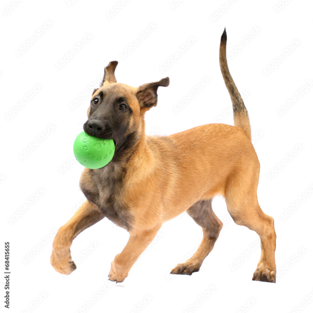 Tier Hund Welpe Malinois spielen Belgischer Schäferhund Stock Photo | Adobe  Stock
