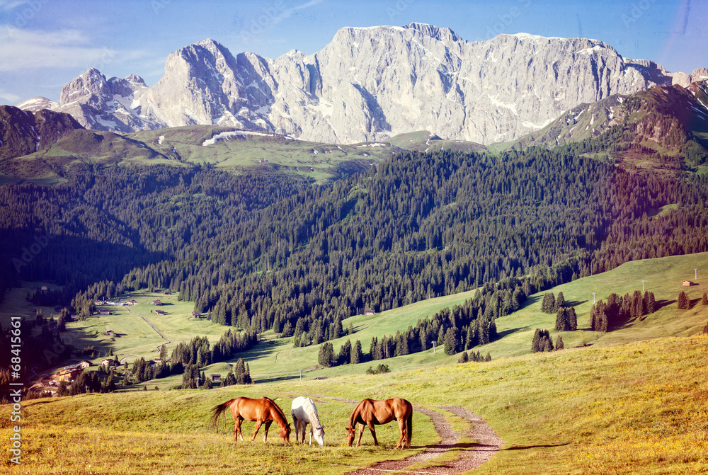 Fototapeta premium Horses at high mountains meadow