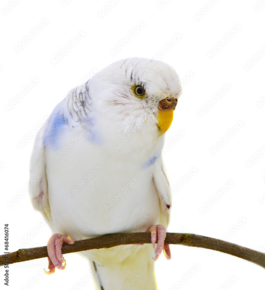 Obraz premium White budgerigars bird
