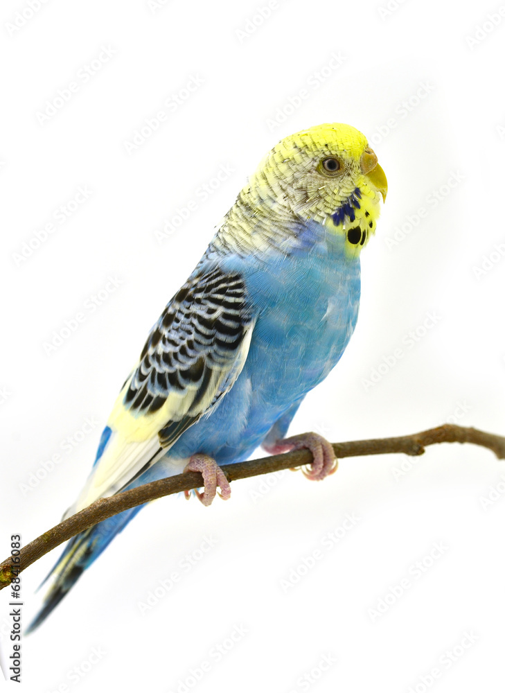 blue budgerigars bird