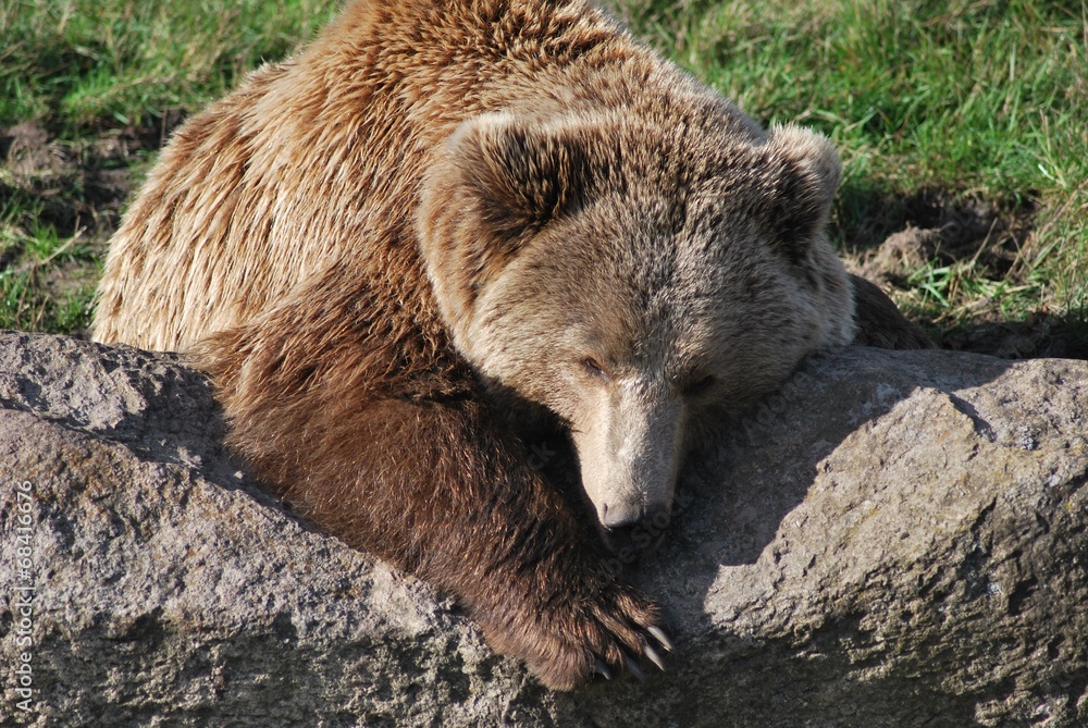 Obraz premium Schlafender Braunbär