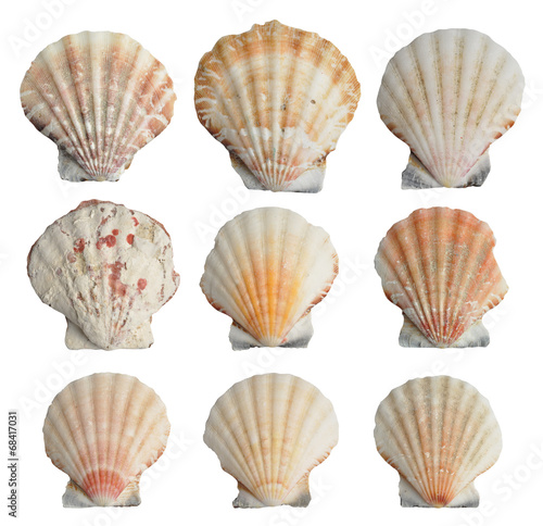 Collection of seashells isolated on white background