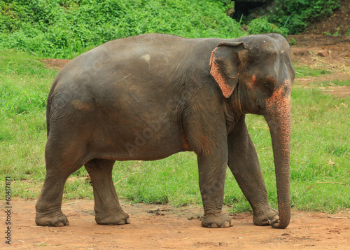 single Elephant in a park