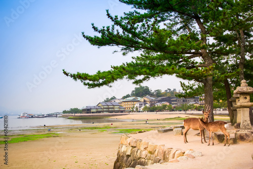 Deer at Miyajima, Hiroshima, Japan