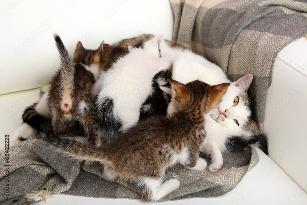 Cute little kittens with their mom, close up Cute little kittens with their mom, close up