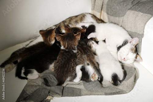 Cute little kittens with their mom, close up