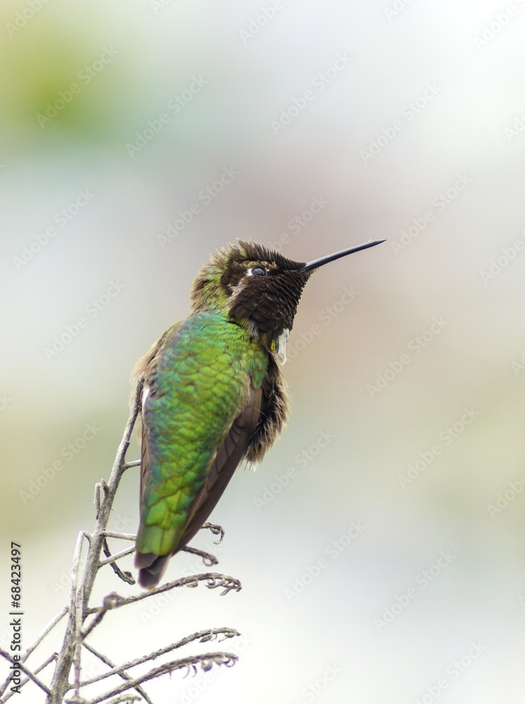 Fototapeta premium Anna's hummingbird