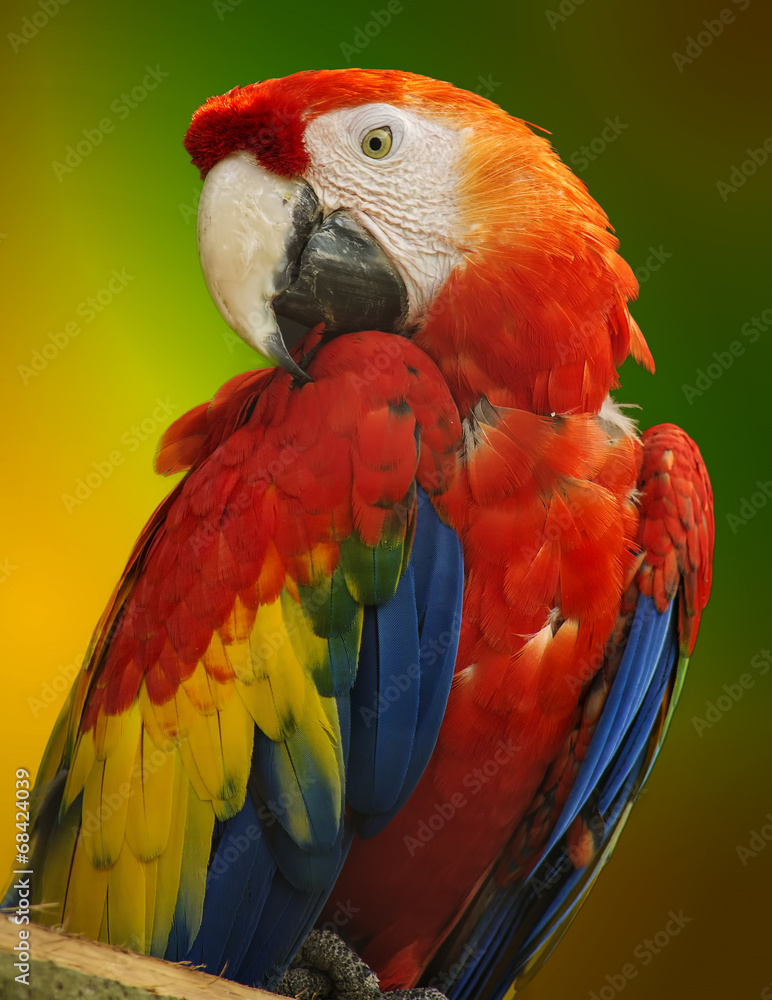 Obraz premium Macaw parrot