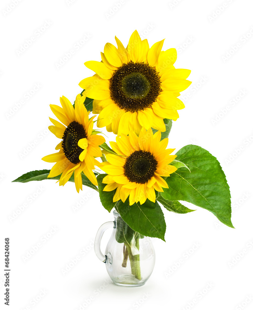 Fototapeta premium Sunflowers in a glass vase