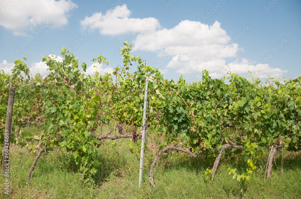 tuscany vineyard