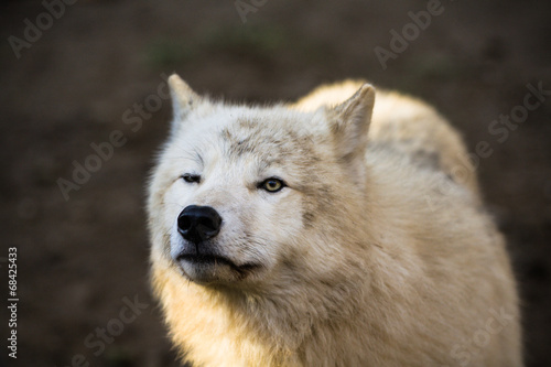 Portrait of Arctic wolf  Canis lupus arctos 
