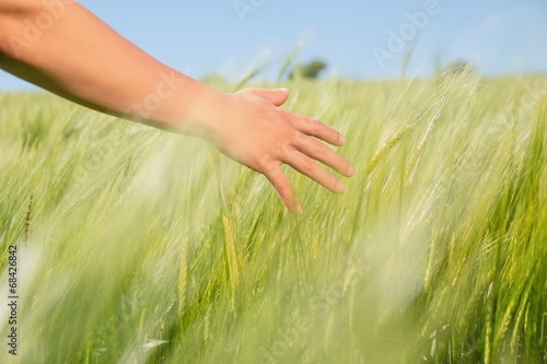 Womans hand touching wheat in field © WavebreakMediaMicro