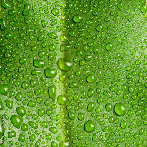 Beautiful large green leaf with drops of water on a black backgr