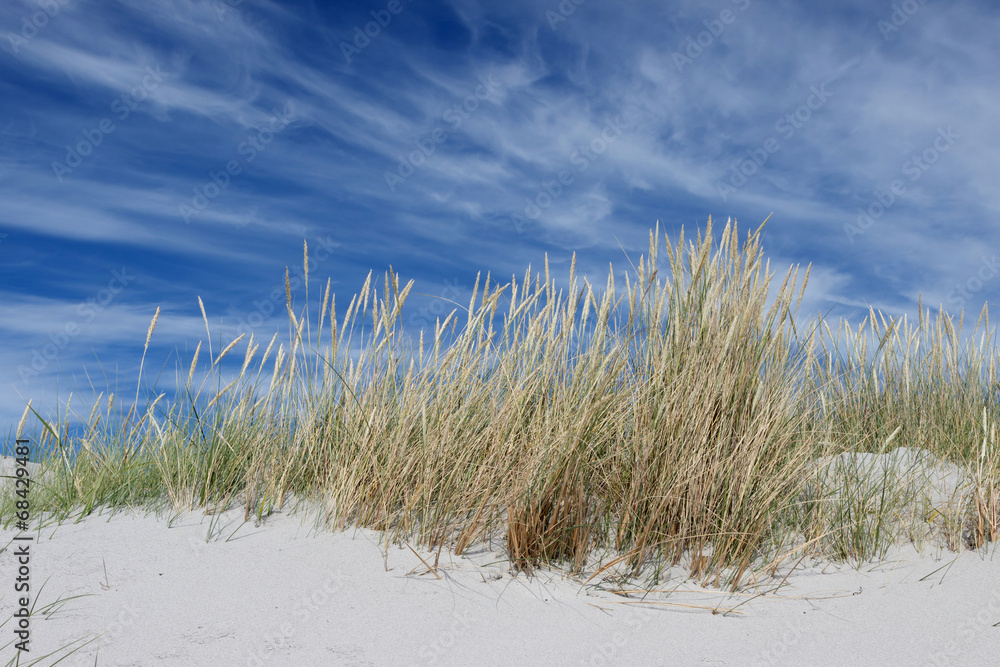 Fototapeta premium Strandhafer vor blauem Himmel