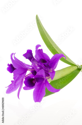 Beautiful purple orchid isolated on white background