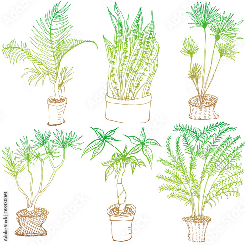 観葉植物