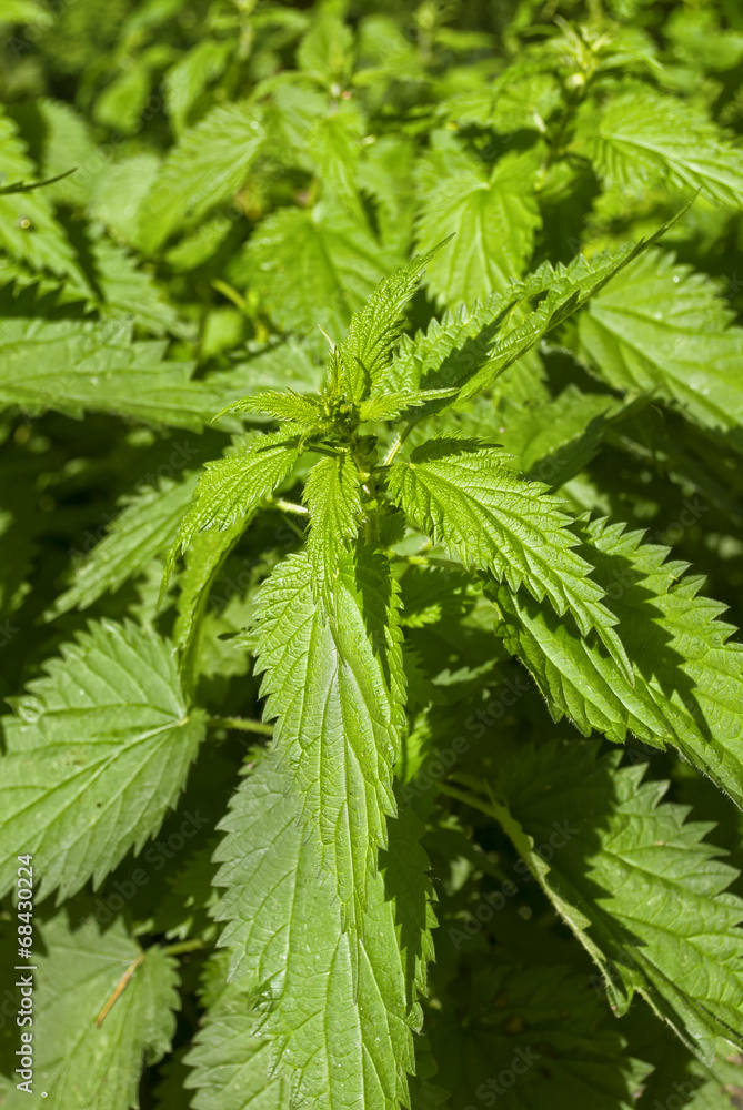 Urtica Urtica
