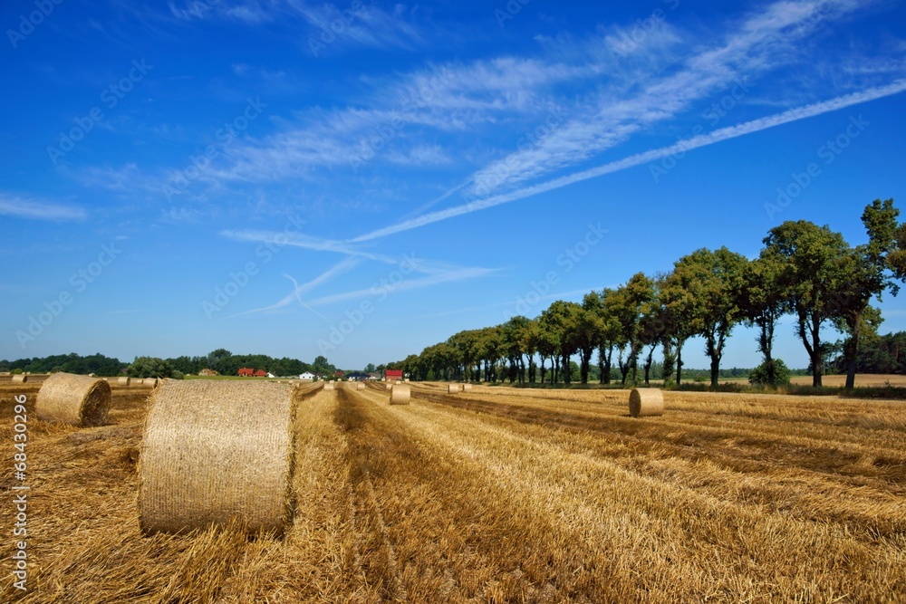 Fototapeta premium Field after the harvest, big round straw bales in the field