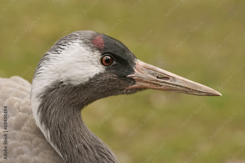 Common Crane (Grus grus), portrait