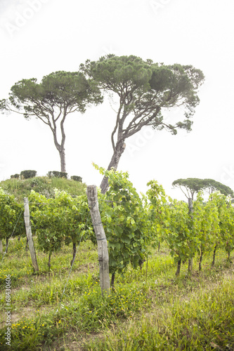 Wallpaper Mural Vineyards Torontodigital.ca