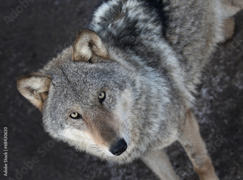 Portrait of  grey wolf standing