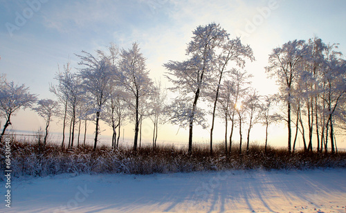Forest with deciduous trees in winter landscape