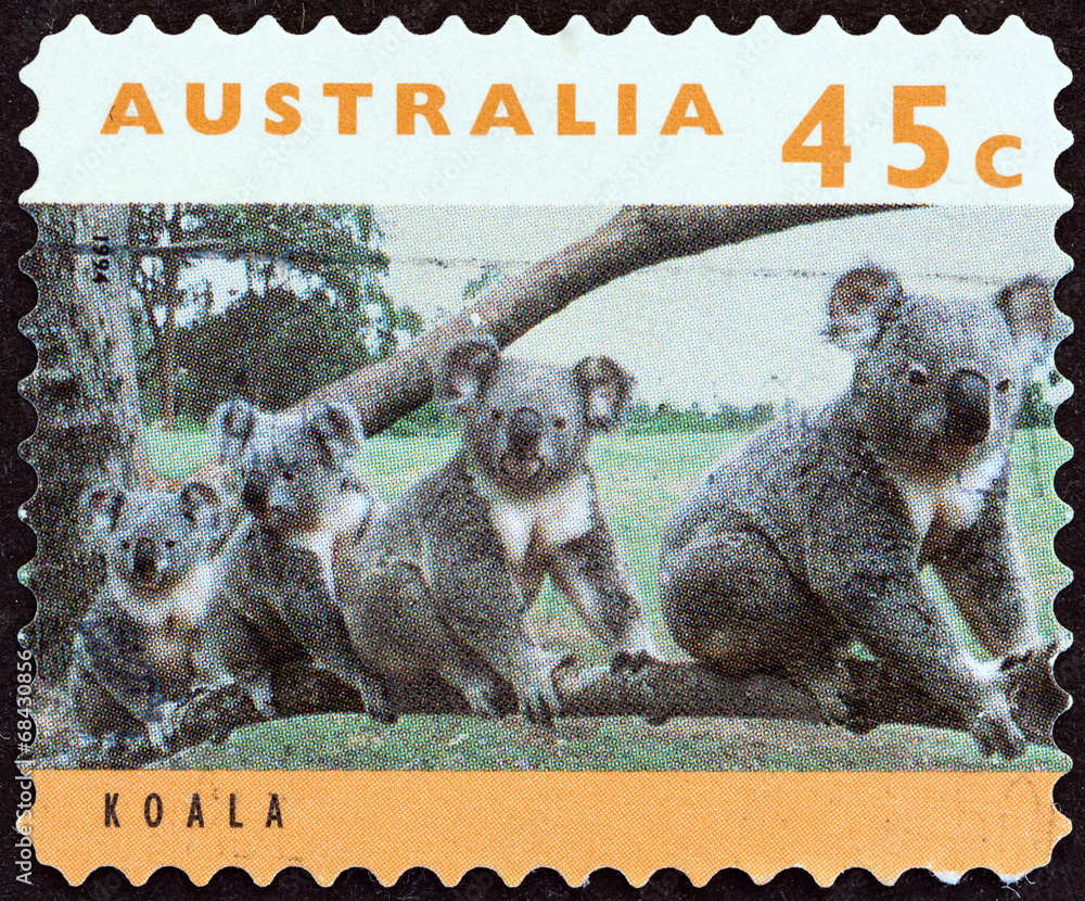 Fototapeta premium Koala (Australia 1994)