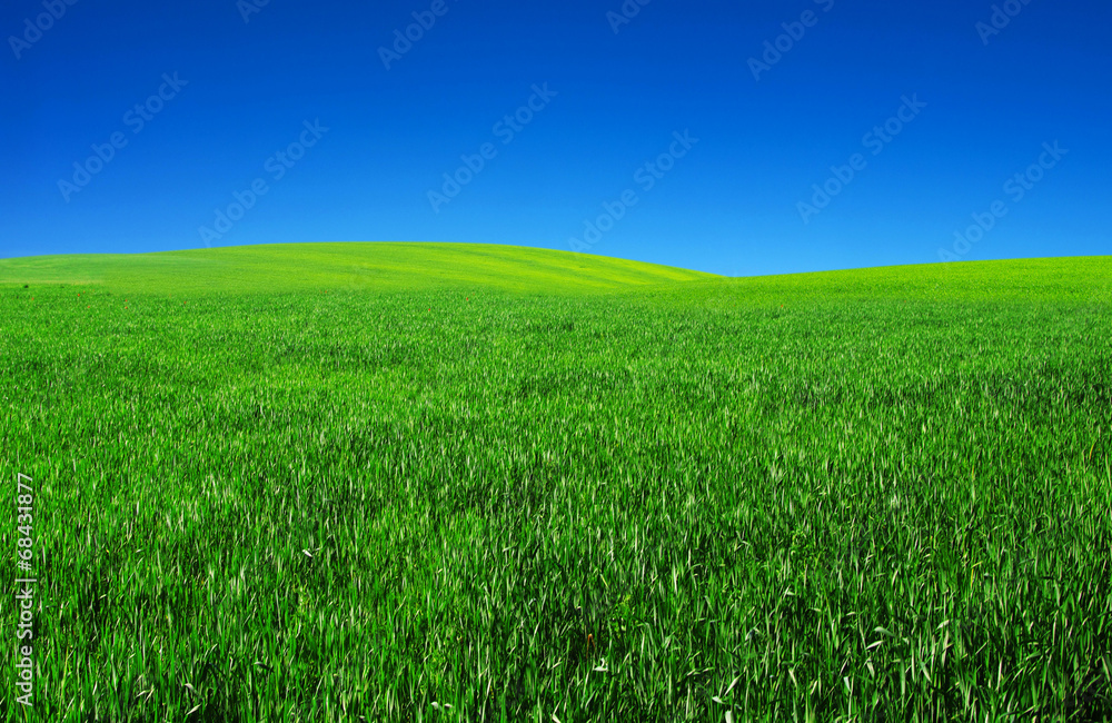 Fototapeta premium field